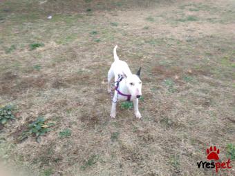 Ράτσα: Μπουλ τεριέ - Bull terrier | Ηλικία: 4 ετών | Φύλο: Θηλυκό | Αρ. Microchip: 0 | Περιοχή: Συκιές, Θεσσαλονίκη